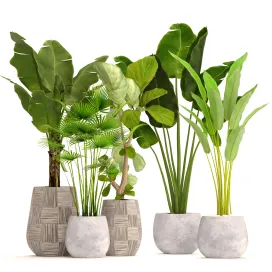 Collection of plants in pots